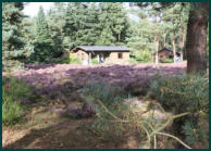 In augustus begint de heide te bloeien